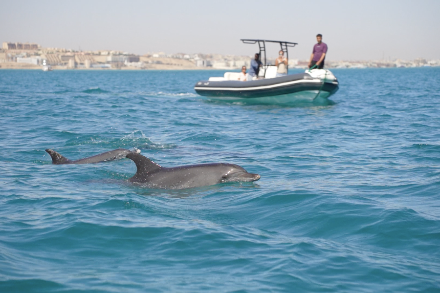 Große Bootstour Schorcheln Delfintour